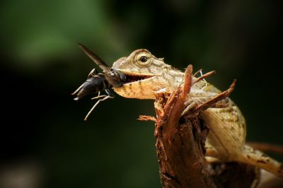 Close-up of chameleon eating insect on branch