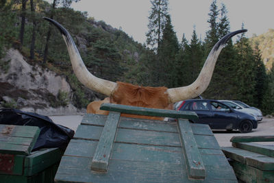 Cow looking in wooden garbage bin