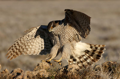 Close-up of eagle