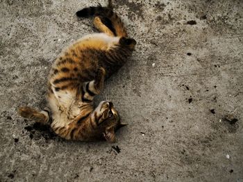 High angle view of cat lying on ground