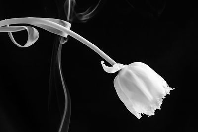 Close-up of white flower over black background