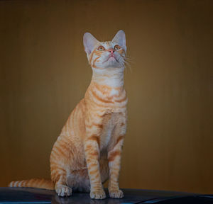 Cat looking away while sitting at home