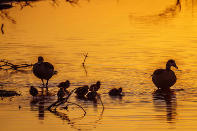 Ducks swimming in lake during sunset