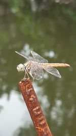 Close-up of dragonfly on stic