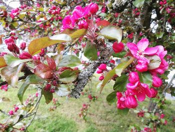 Close-up of pink flowers on tree