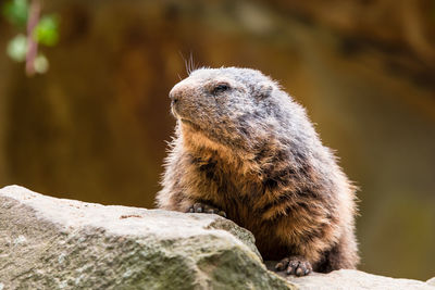 Close-up of a meerkat looking away