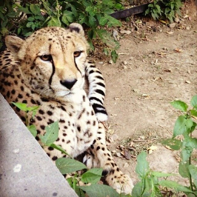 animal themes, animals in the wild, wildlife, one animal, mammal, plant, tiger, relaxation, animal markings, safari animals, lying down, resting, high angle view, zoo, nature, undomesticated cat, grass, outdoors, forest, green color