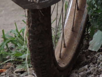 Close-up of tree trunk