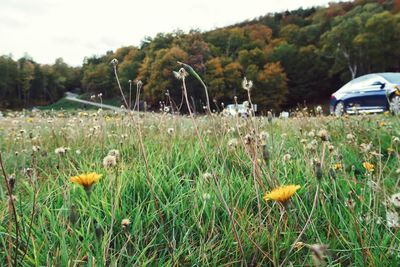 Yellow flowers growing on field