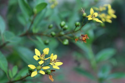 Close-up of yellow flowering plant