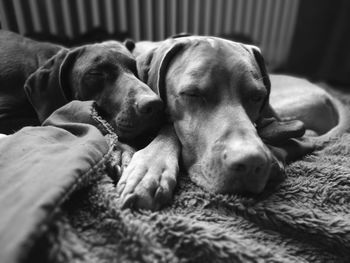 Close-up of dog sleeping on bed at home