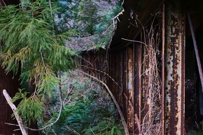 Close-up of tree trunks in forest