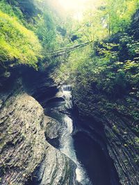 Scenic view of river flowing through forest