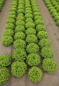 High angle view of vegetables on field