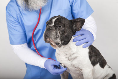 Veterinarian man examining a cute small dog by using stethoscope, isolated on white background.