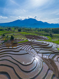 Scenic view of agricultural field against sky