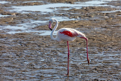 Side view of a bird on the water