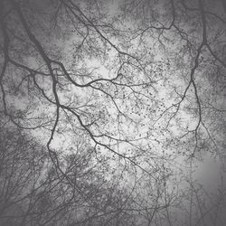 Low angle view of bare trees