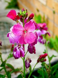 Close-up of pink flowers