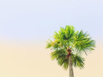 Low angle view of coconut palm tree against clear sky