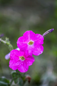 Close-up of wet purple flowering plant