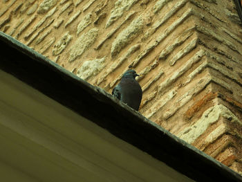 Low angle view of bird perching on stone