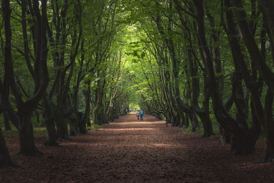 Rear view of people walking on footpath amidst trees in forest