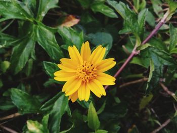 Close-up of yellow flower
