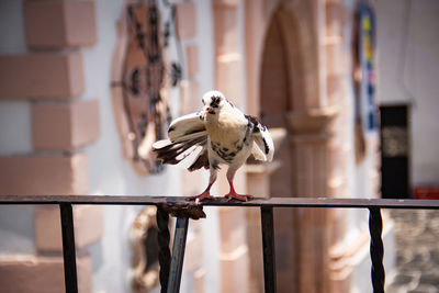 Bird perching on a wall