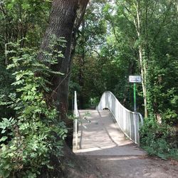 Walkway amidst trees in forest