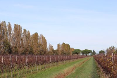 Vineyard against sky