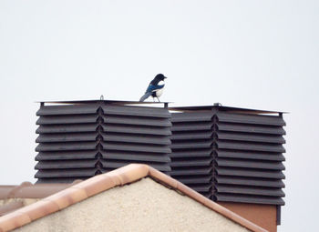 Low angle view of bird perching on roof against sky