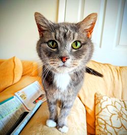 Portrait of cat looking away