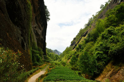 Photo of tea gardens in the mountains, wuyi mountain, fujian province, china