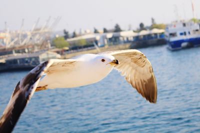 Seagull flying over sea