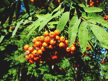 Close-up of berries on tree