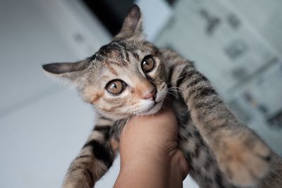 Close-up of hand holding cat