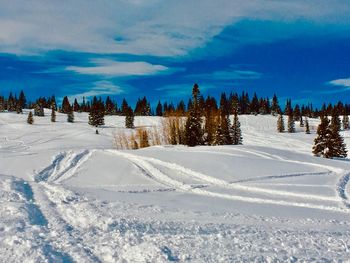 Pine trees on snow covered land against sky