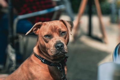 Portrait of dog looking at camera