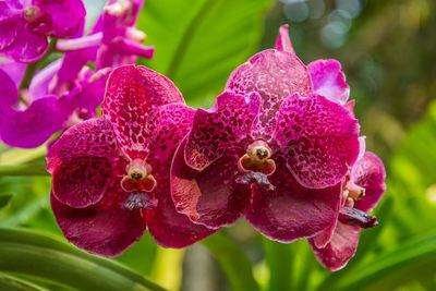 Close-up of pink orchid flower