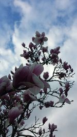 Low angle view of flowers blooming against sky