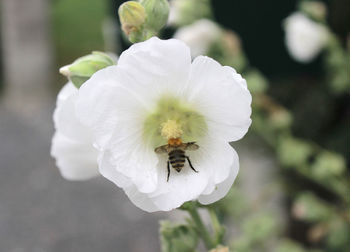 Close-up of bee on white flower