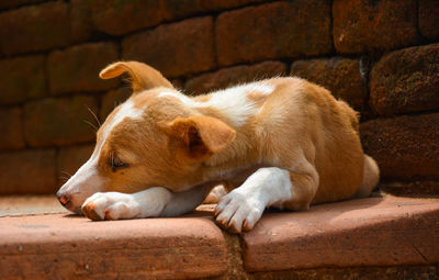 View of a dog resting against wall