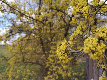 Close-up of yellow flowering plant during autumn