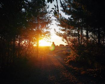 Rear view of person walking on footpath amidst trees during sunset