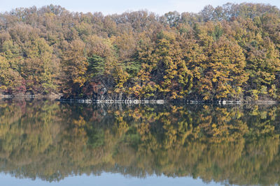 Scenic view of lake by trees in forest