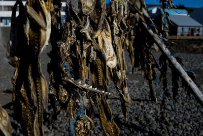 Low angle view of clothes hanging on building