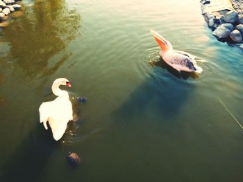 High angle view of ducks swimming in lake