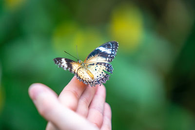 Close-up of butterfly on hand