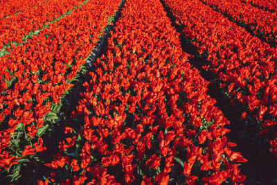 High angle view of red flowering plants on field